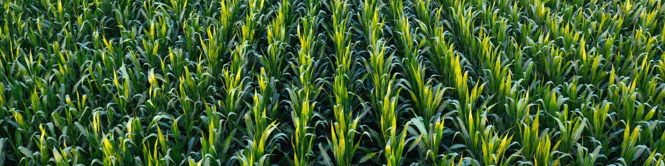 Adobe Stock 343777519