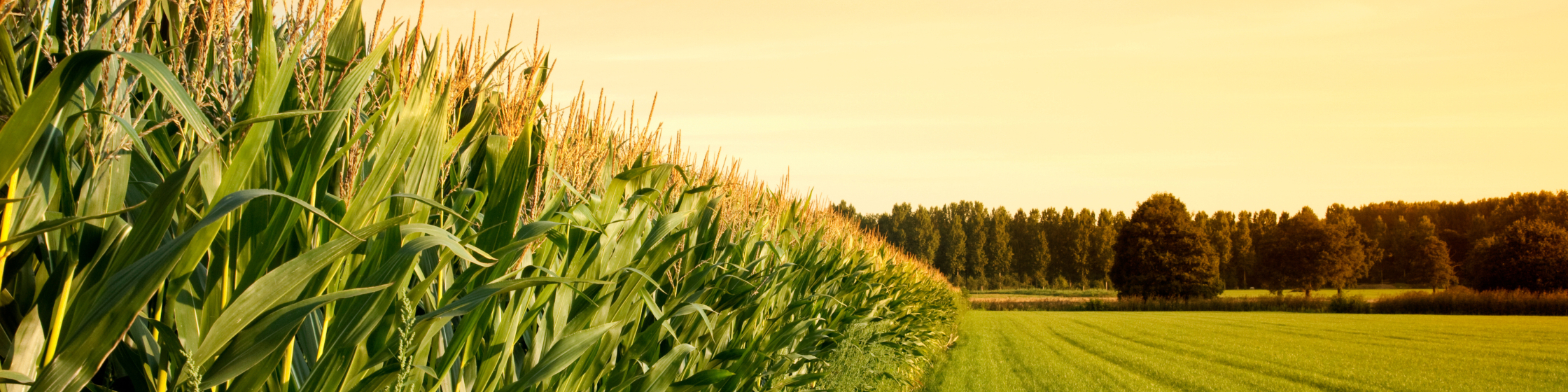 BW Fusion Corn Yield Contact Page