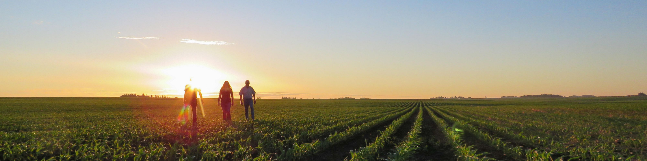 Corn Field at Sunset