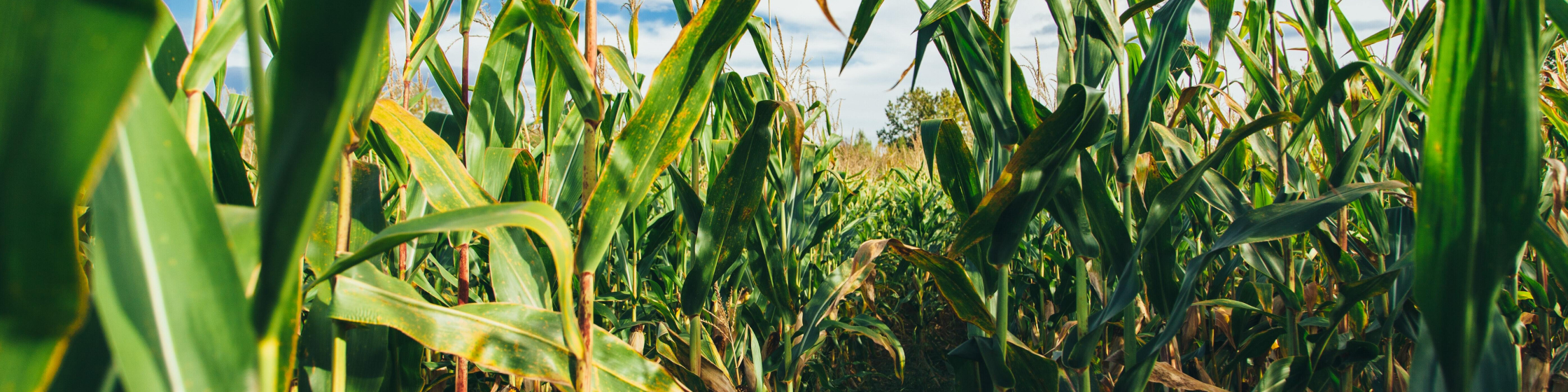 Jesse gardner JYU14tnbf OA unsplash