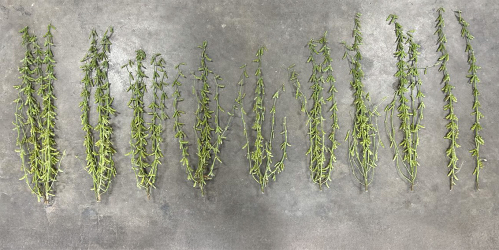 Generative Fill 17 merged