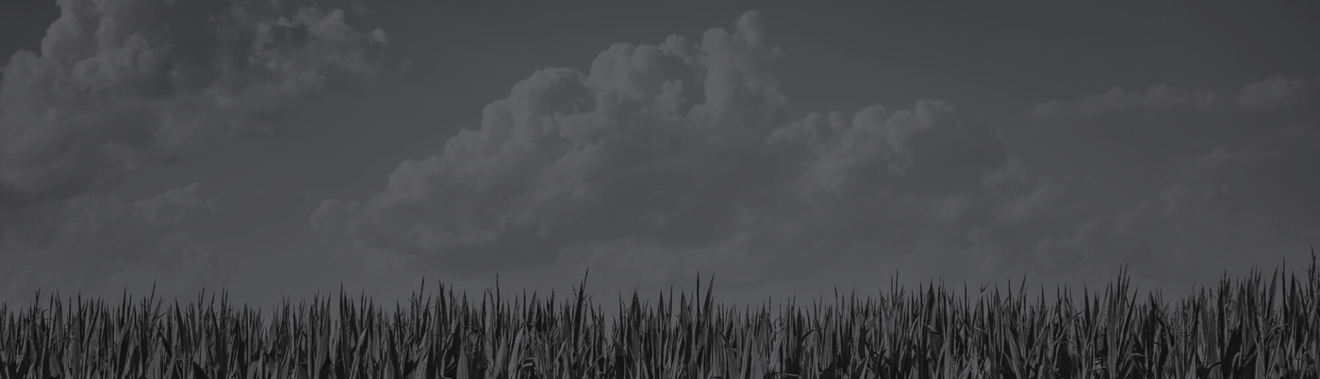 Rows of maize in rural area against blue sky in su 2023 11 27 05 32 39 utc copy 2