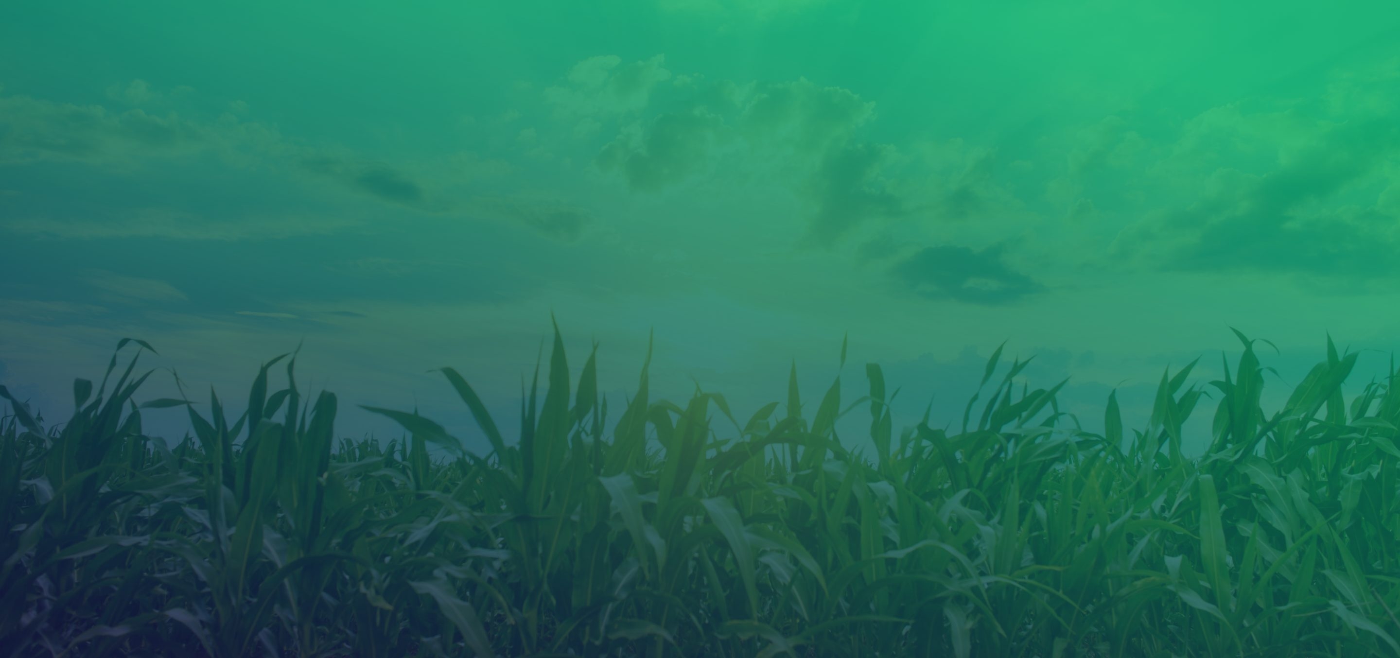Corn field