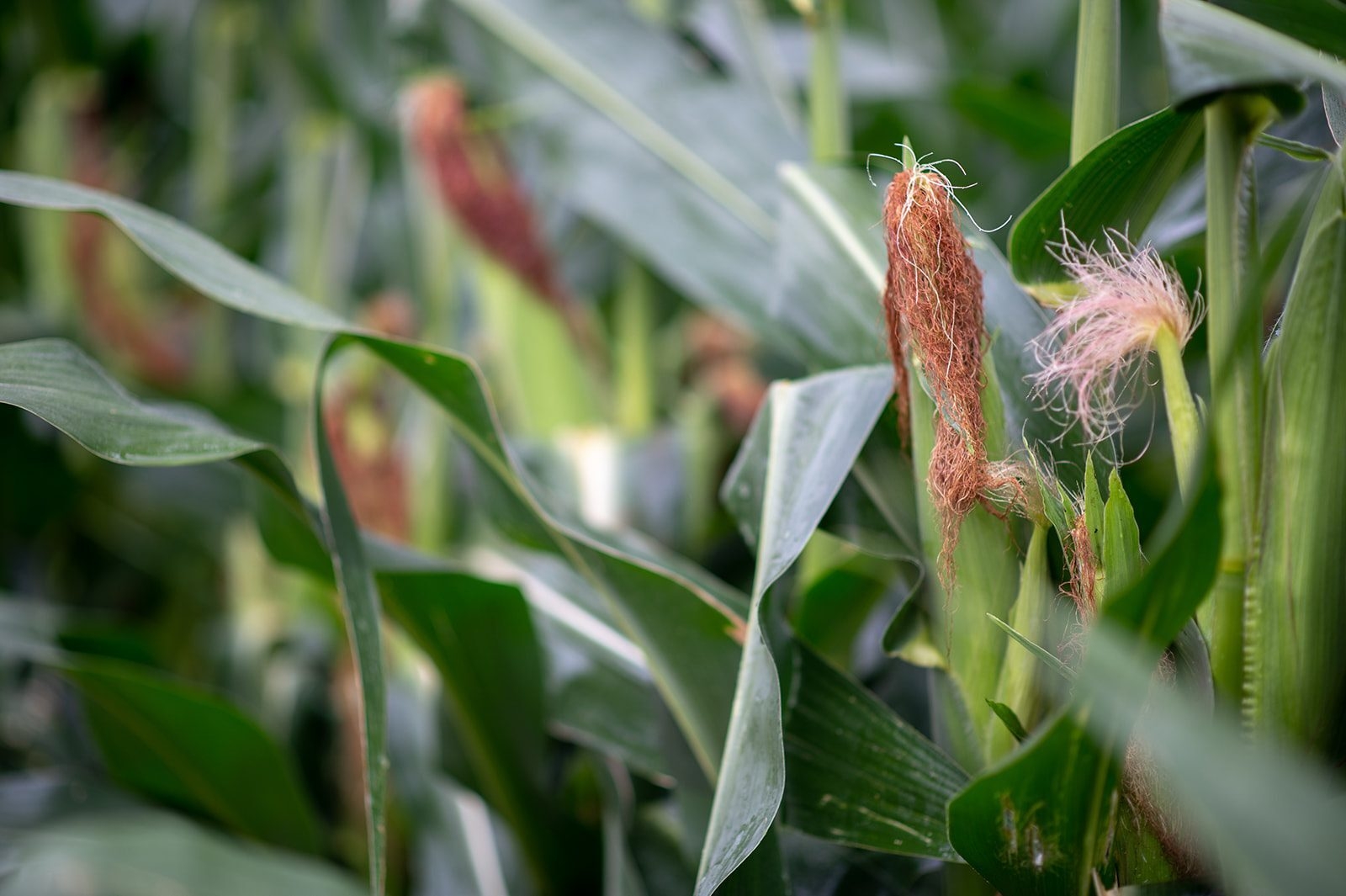 Field background
