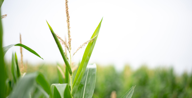 Crop Residue Solution