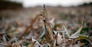 Meltdown crop residue