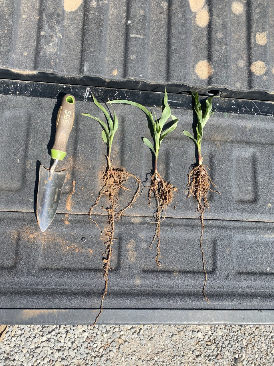 Austin Greve Twitter Tailgate