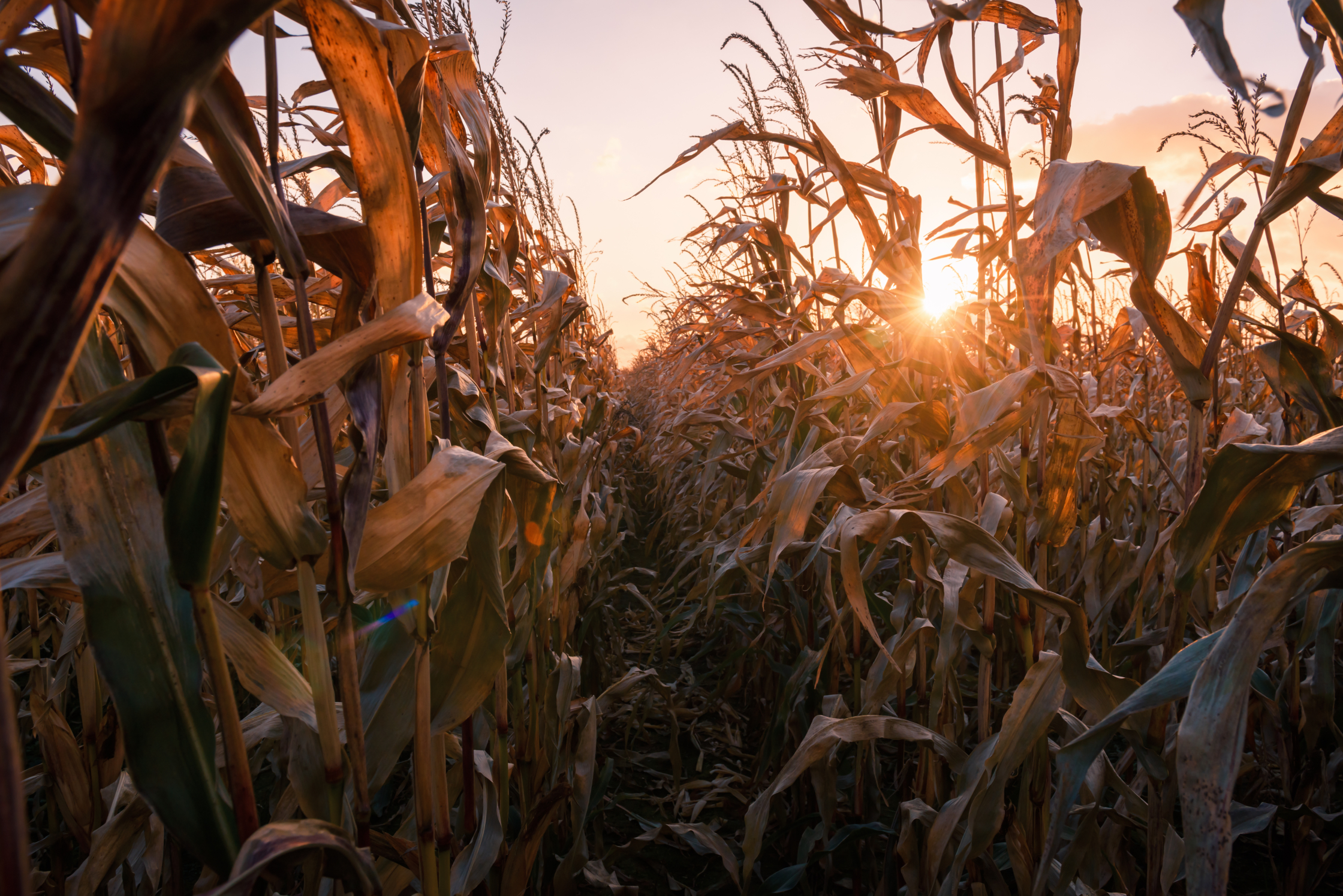 Get a quote from BW Fusion