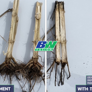 Bio Cast Plus on Corn in Canada 2 Spring 2022