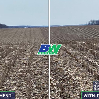 Bio Cast Plus on Corn in Canada Field Spring 2022