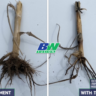 Bio Cast Plus on Corn in Canada Spring 2022