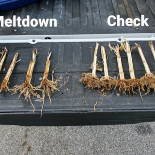 Meltdown Southern Illinois 2022