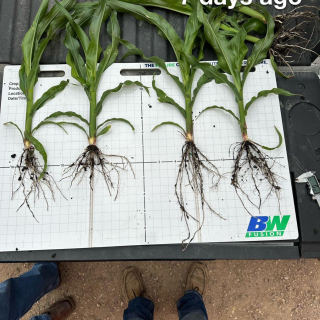 Grant Wells Iowa June 2024