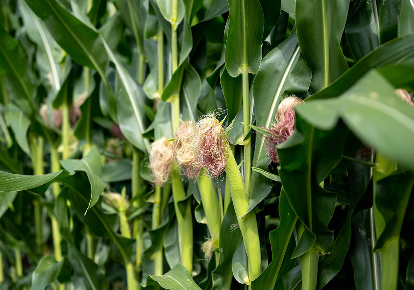 Service provider form