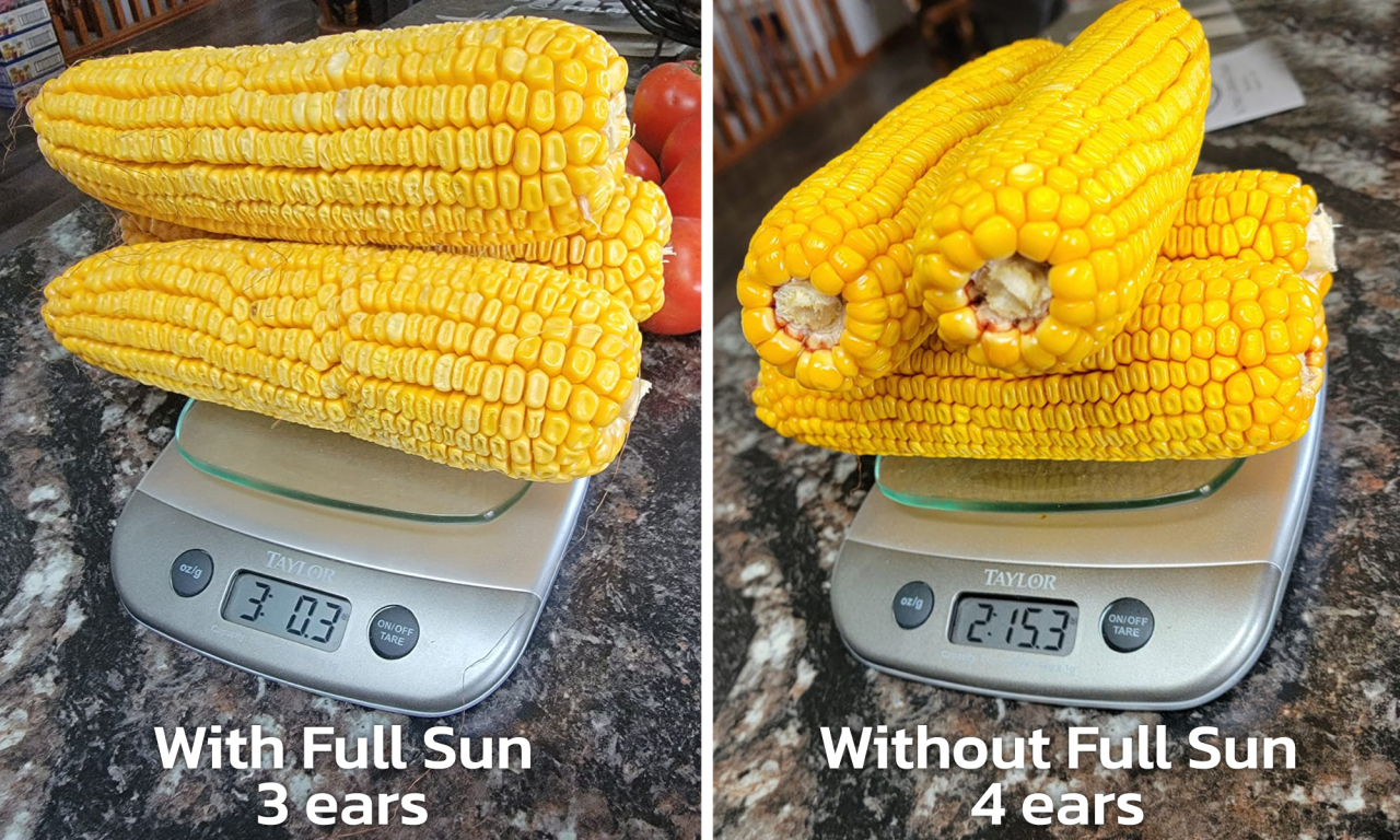 Full Sun weight vs. No Full Sun