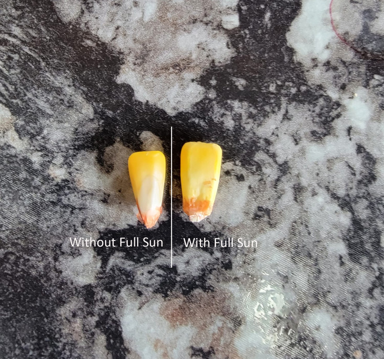 Full Sun kernel comparison