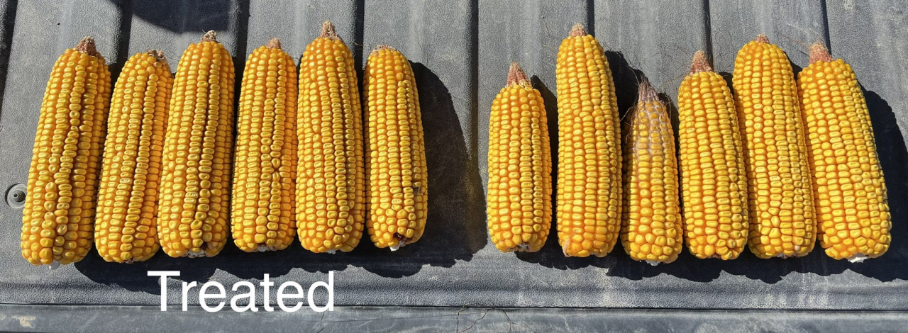 Full sun sprayed at post herbicide