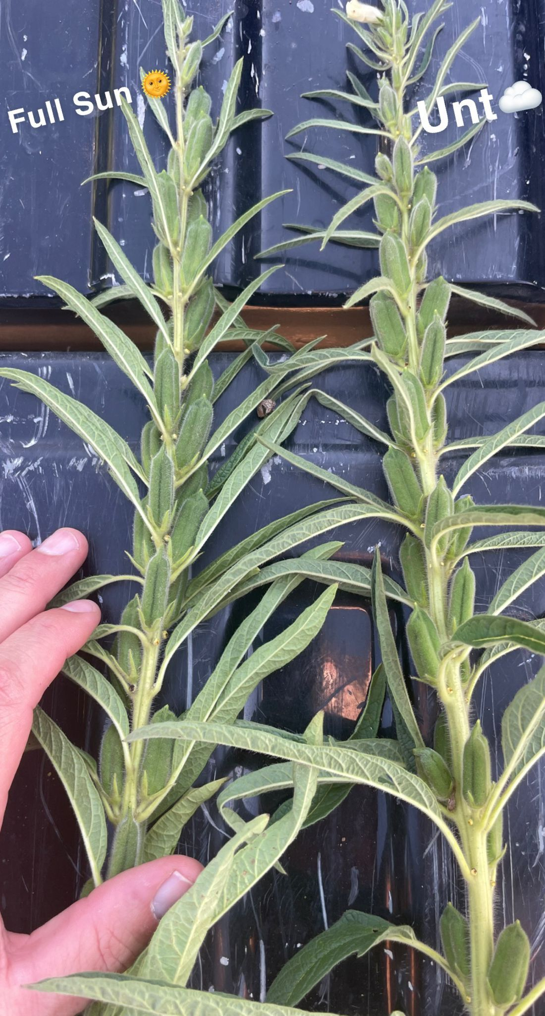 Whats App Image 2022 09 23 at 7 04 40 PM