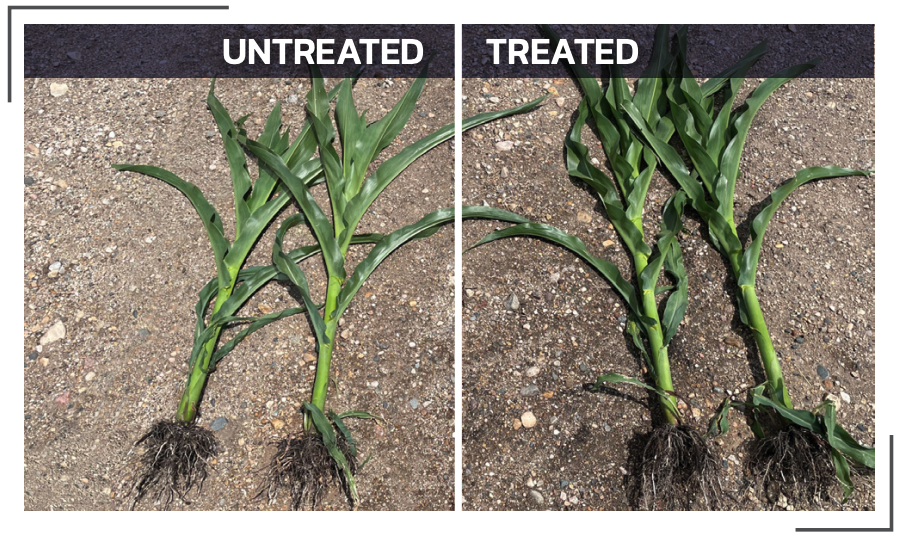 Bio Cast Max Take Your Yields to the MAX | BW Fusion
