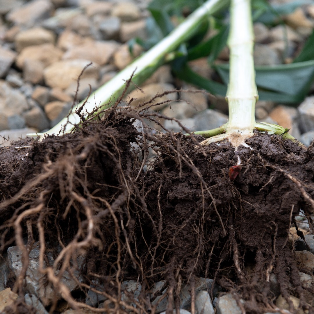 Corn Root System