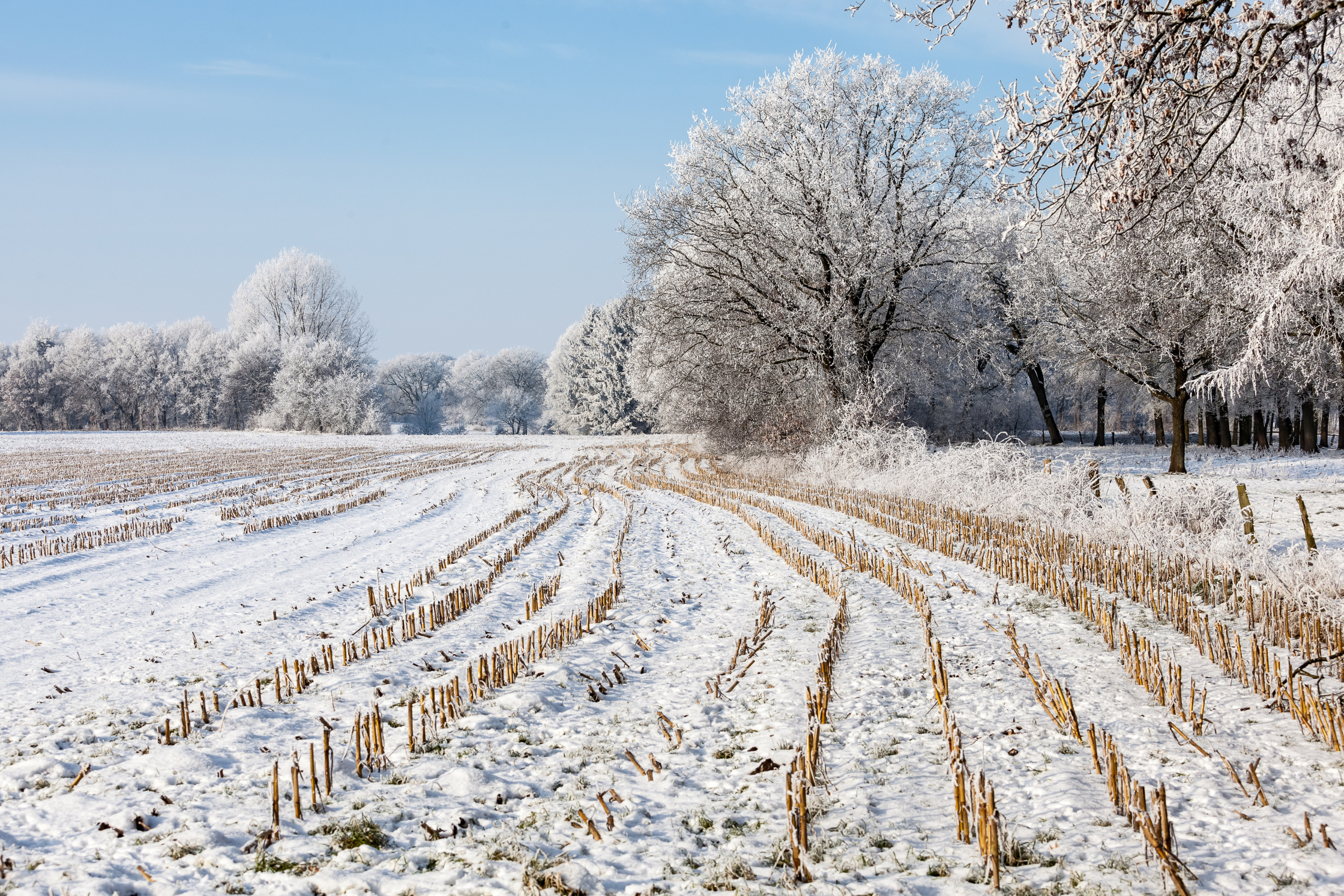 Do microbes hybernate