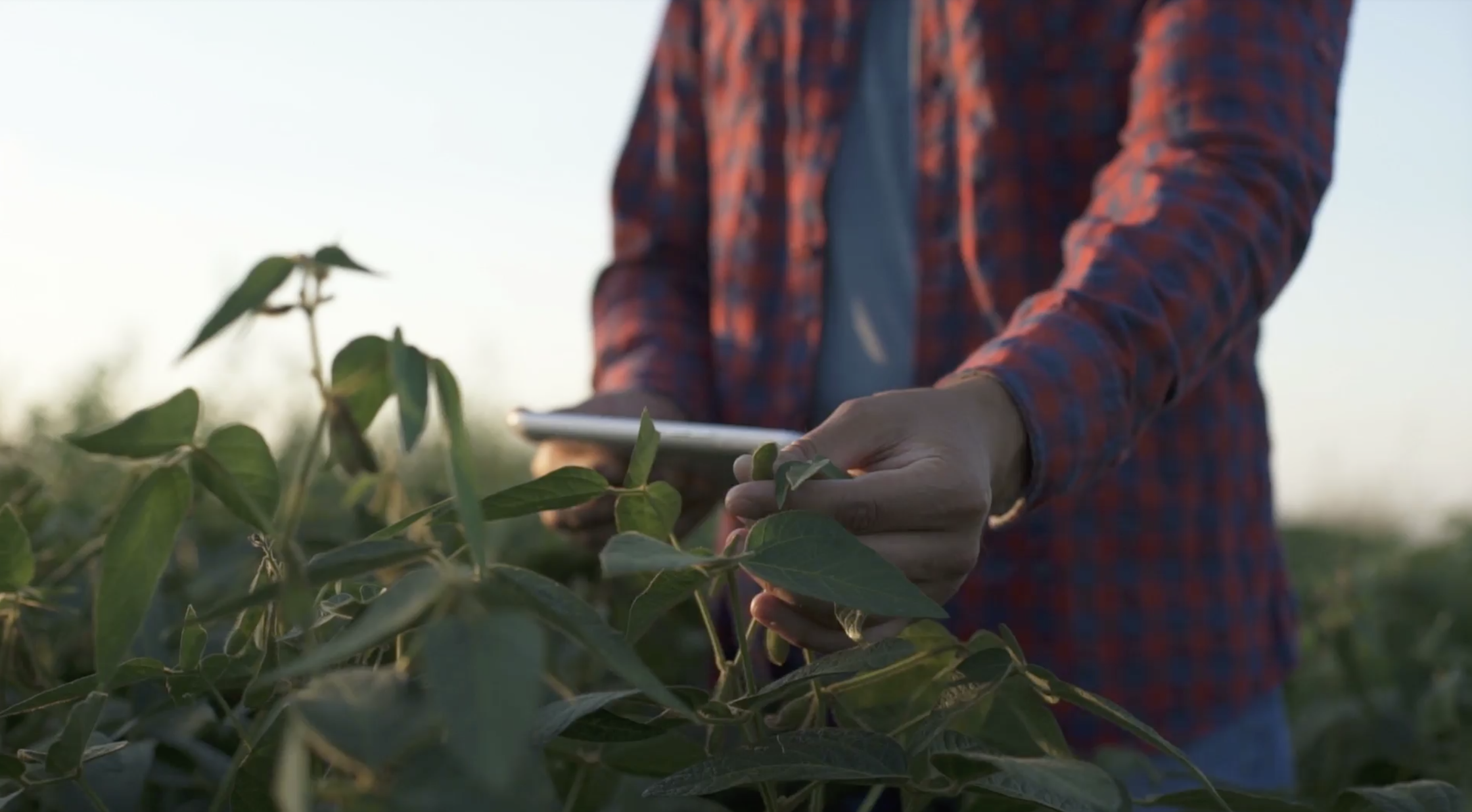 Utilizing Agronomy 365 with BW Fusion