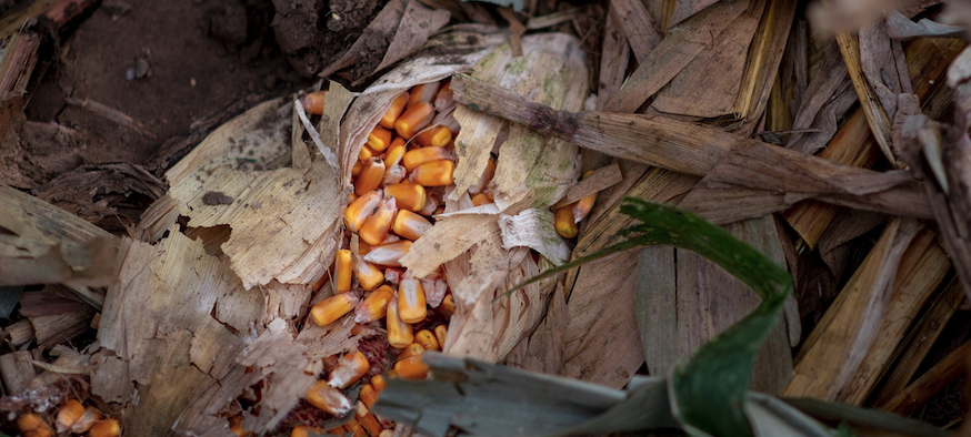 Regenerative-Agriculture