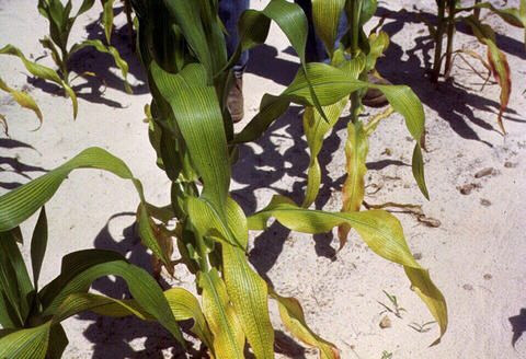 Magnesium deficiency corn