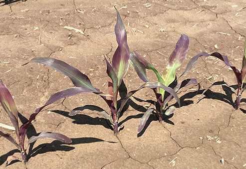 Phosphorus deficiency