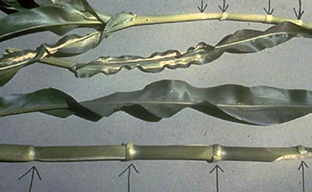 Zn deficiency corn internotes