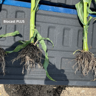 Biocast PLUS applied Post 2