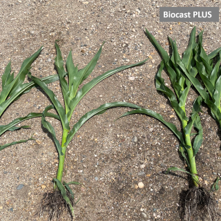 Biocast PLUS applied Post