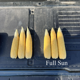 Full Sun Sprayed at v9. Untreated vs. Treated. Pulled 5th, 10th, and 15th ears.