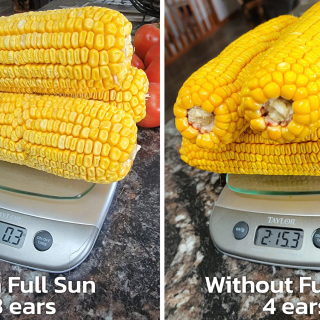 Full Sun weight vs. No Full Sun