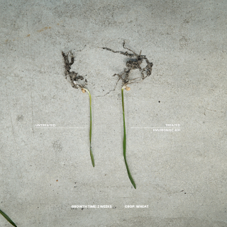 Environoc 401 Wheat Results 2022