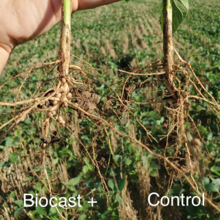 Biocast Plus vs control in DC 2022