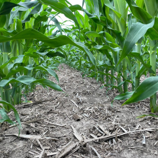 Full Sun 37k with tillers on every plant