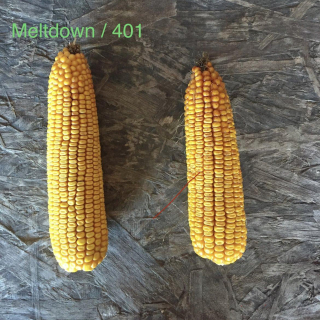 Meltdown and 401 vs Check