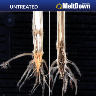 Meltdown Treated vs Untreated