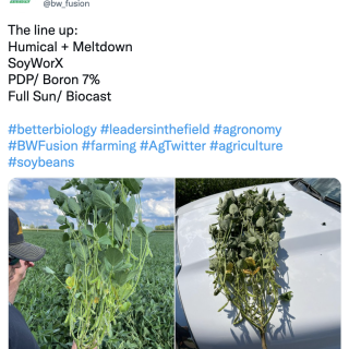 Humical + Meltdown + Boron 7% + Full Sun + Biocast