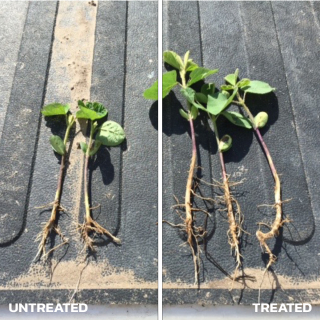 Seed Treatment Soy 1 Before and After