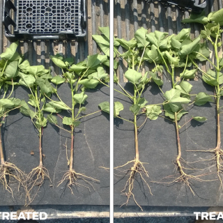 Seed Treatment Soy 2 Before and After
