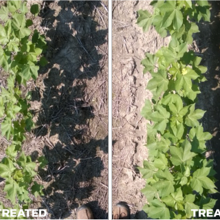 Seed Treatment Soy 3 Before and After