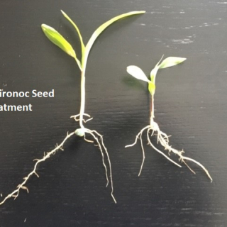 Southern IL Corn Seed Treat1