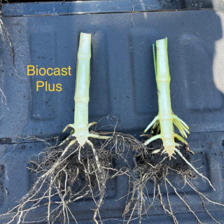 Biocast Plus treated vs untreated 2022