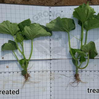 Biocast Plus treated vs untreated cucumber plants summer 2022
