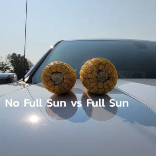 Full Sun increases size and weight