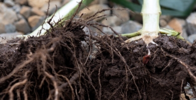 Corn Root System