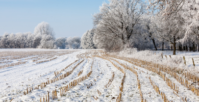 Do microbes hybernate