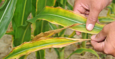 Potassium Deficiency